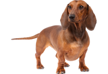Ντάκς χάουντ - Dachs hound